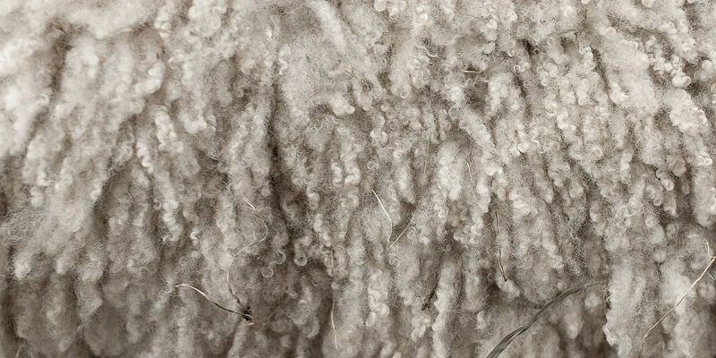 Close-up of a sheep's wool