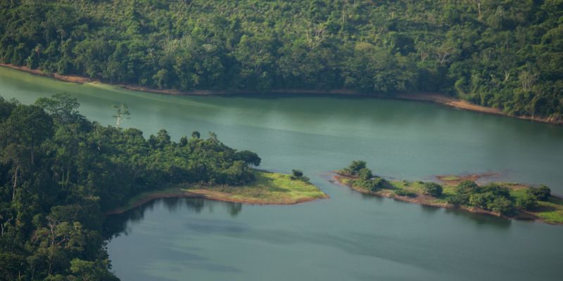 A lake and trees in the Amazon rainforest.