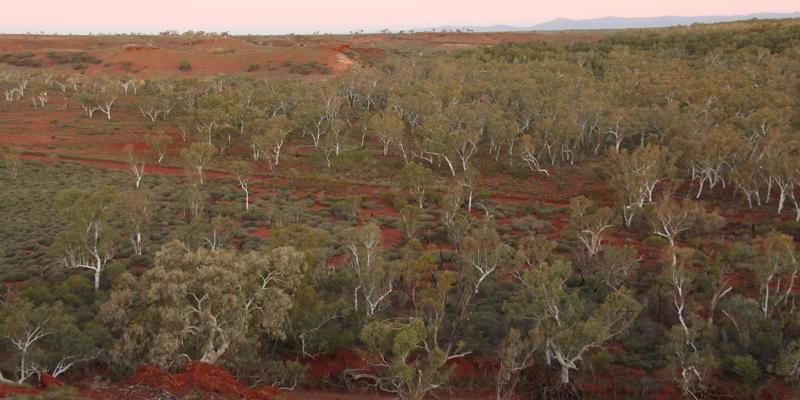 Caption: A Coolabah (Eucalyptus victrix) forest in the Pilbara region of Western Australia. [Credit: TERN Ausplots]