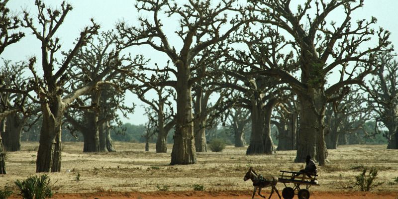 A Baobab forest in Senegal during the dry season. Credit: FAO/Faidutti