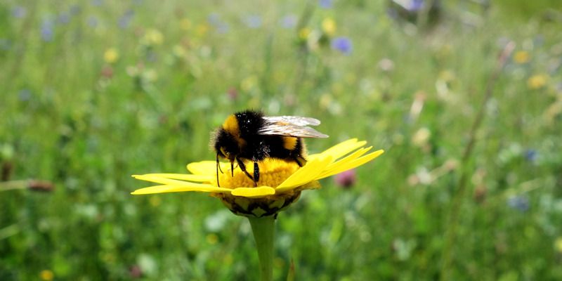 Bee on a yellow flower