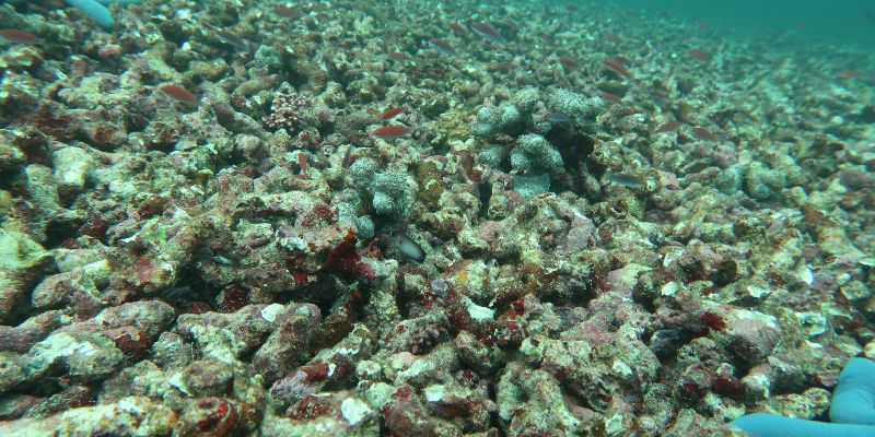 Bleached coral reef on the sea bed in Indonesia