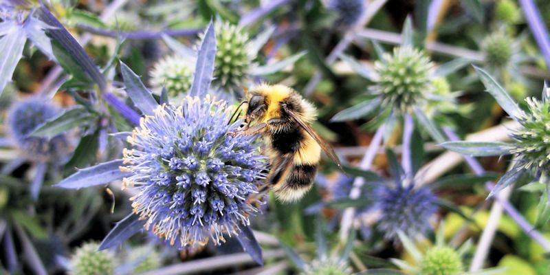 Bee taking nectar from a blue flower