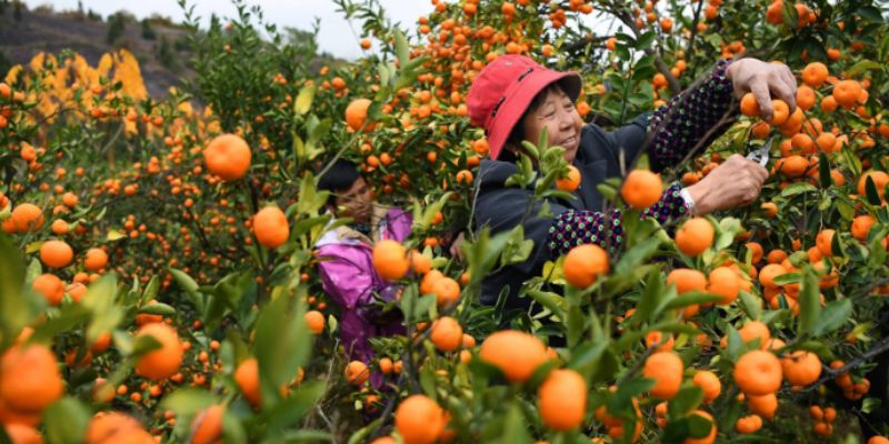 A person picking mandarins on a plantation