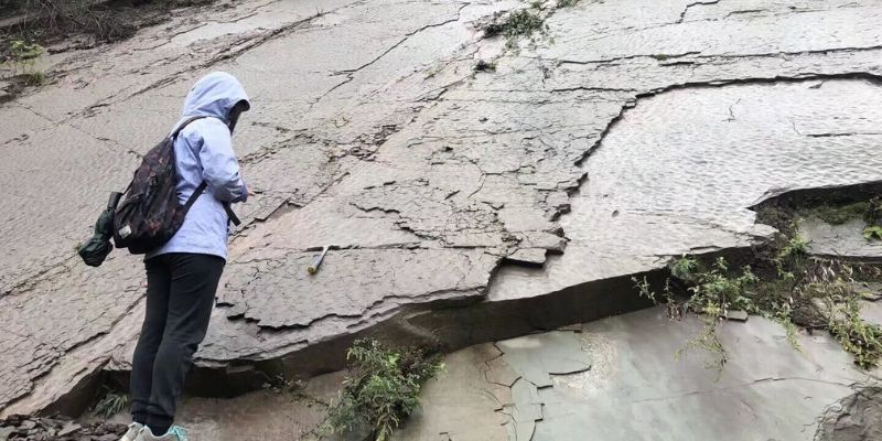 Person wearing a light hooded jacket and backpack stands in front of uneven cracked rock layers on a steep hillside, with  sparse vegetation visible around them. They are using a mobile phone to take a picture of a large lycophyte fossil