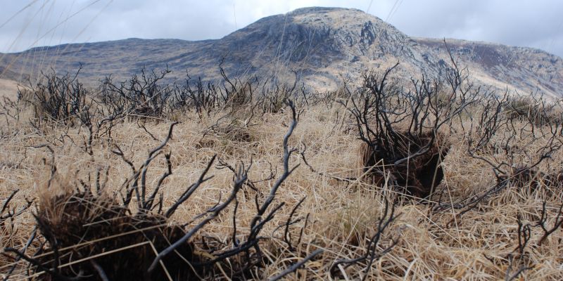 Fire damaged hummocks in degraded blanket bog