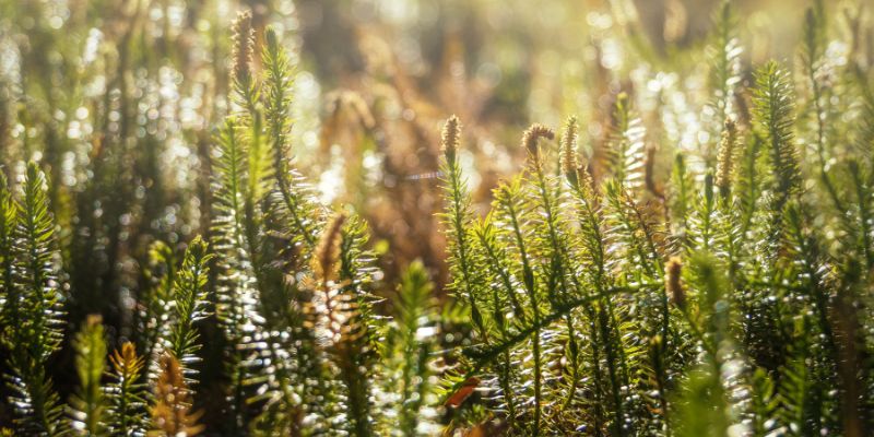 close-up of spiny club moss lycopodium annotinum in a field in sunlight