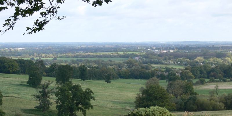 A landscape view of Wytham Woods, with sheep grazing in fields in the background