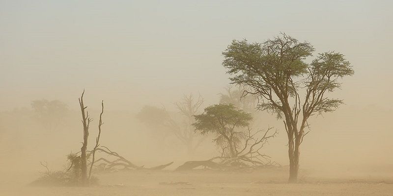 An arid landscape with a few trees just visible in a very dusty atmosphere. Some of the trees are dead.