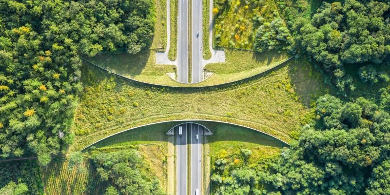 Aerial top down view of ecoduct or wildlife crossing - vegetation covered bridge over a motorway that allows wildlife to safely cross over