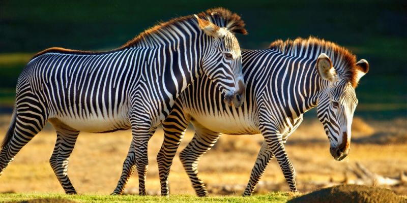 Two Grevy's zebras