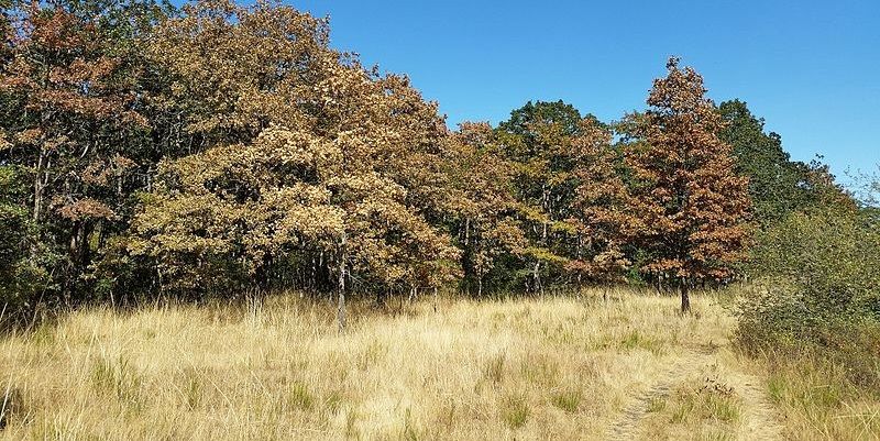 Wikimedia - Drought