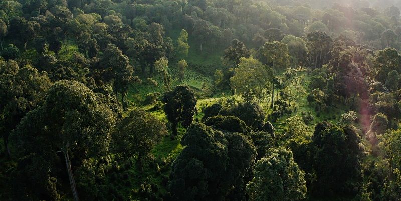 View taken from above the tree canopy at the Desta coffee plantation in Ethiopia. It shows the top of the tree canopy.