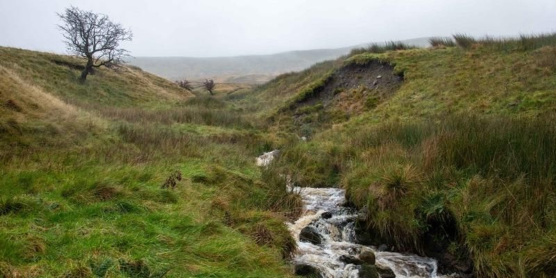 Image shows an lowland open valley with a stream running through. There is just one tree and a lot of moorland tussock.