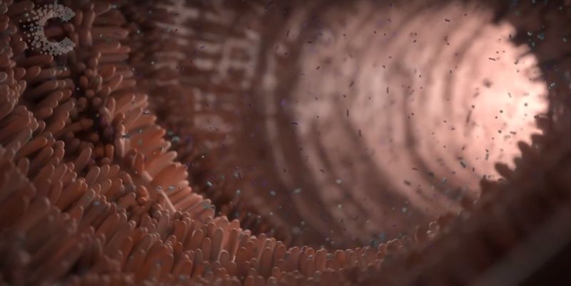 Animation of the inside of the gut