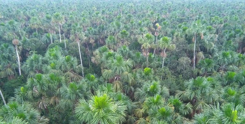 Aerial photo of Quistococha, a Mauritia felxuosa palm swamp close to Iquitos, Peru. Photo by Gabriel Hidalgo.
