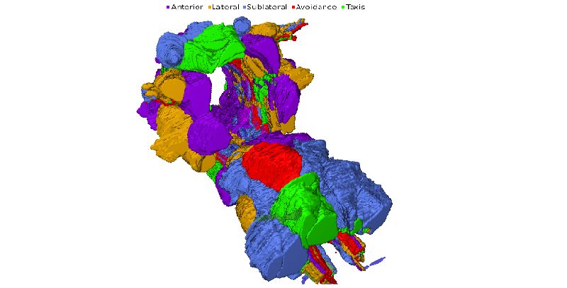 The image shows a visualisation of the regions of the nematode worm's brain. It shows modular 'compartments' where information is routed and processed.