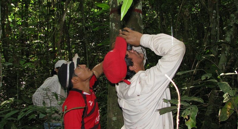 Botanist at work in Bolivia