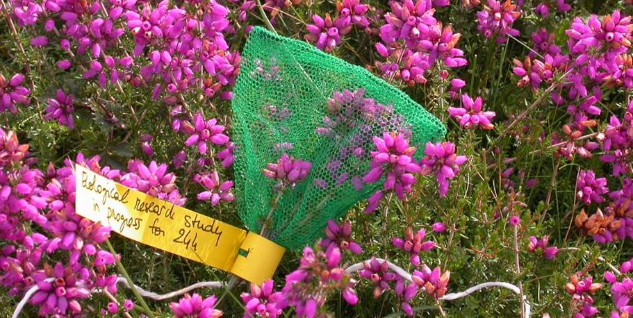 Bell heather (Erica sp.) with the flowers bagged to exclude pollinators so the researchers can collect the nectar produced over a 24 hour period. Credit: Mathilde Baude