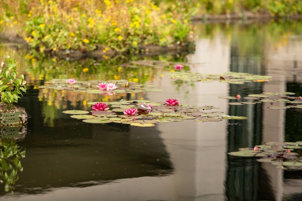 Pink water lilies on a pond