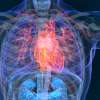 Molecules could target cardio-metabolic diseases 
