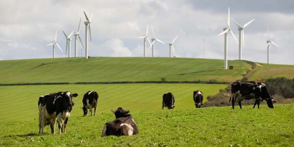 Field with cows and wind turbines in the background