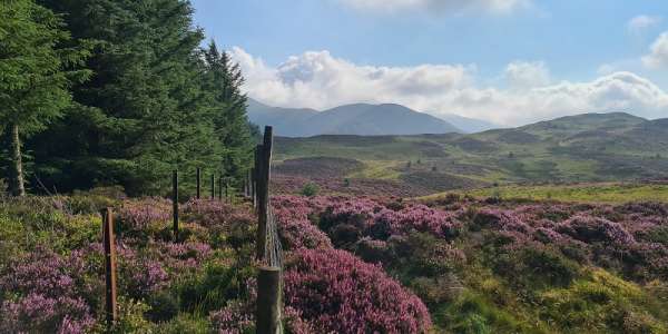 Landscape in Whinlatter, Cumbria