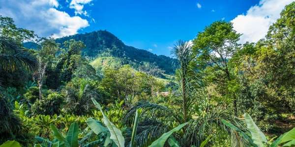 Lush vegetation in a tropical rain forest.