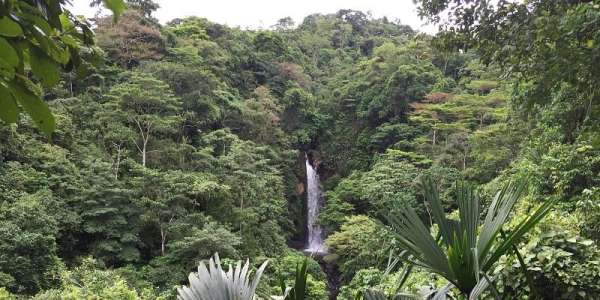 Panama Forest