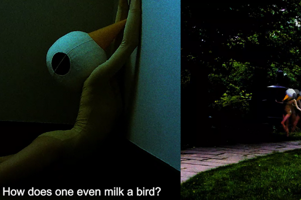Two still images from 'Bird Diaries' showing the subject of Astrid's film: a figure wearing a large bird mask and skin coloured body suit. It also says 'how does one even milk a bird'.