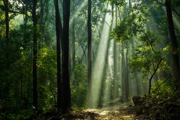 Sunlight shines through the canopy of the Amazon rainforest.
