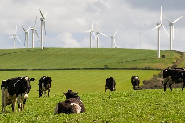 Field with cows and wind turbines in the background