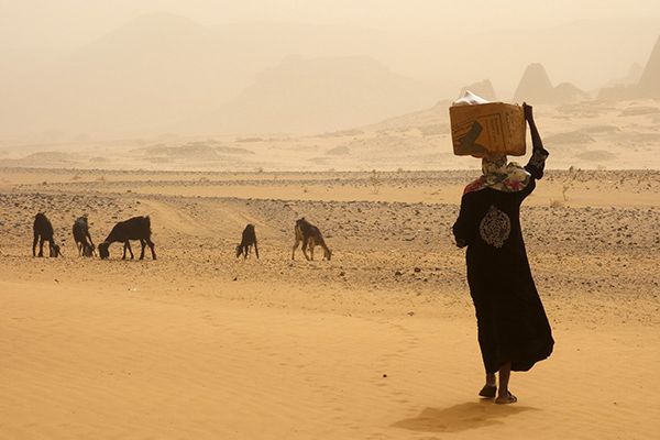 An African desert landscape, featuring grazing livestock and a person carrying a loaded basket.