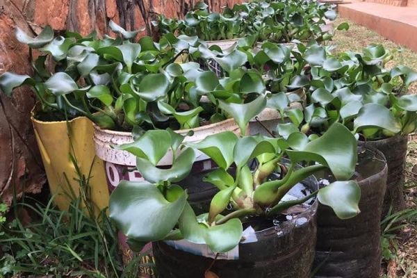 Water hyacinth plants in pots against terracotta wall