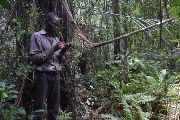 Prof Corneille Ewango of the University of Kisangani, DRC, takes notes in a peat swamp forest along the Ikelemba River in DRC.
