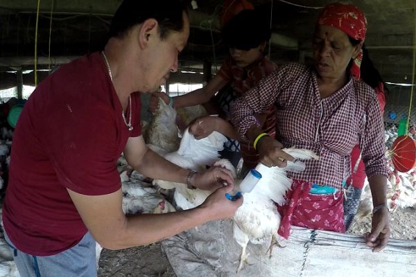 Two people; one holding a chicken, the other administering an antimicrobial treatment to the chicken. Image credit: Herd International.
