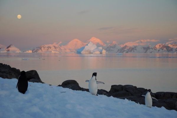 Penguin and a seal on ice shelf the ocean is behind them with large ice glaciers in the distance and setting sun turning the glaciers a pink colour