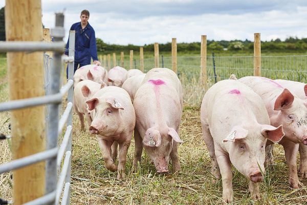pigs walking through farm gate