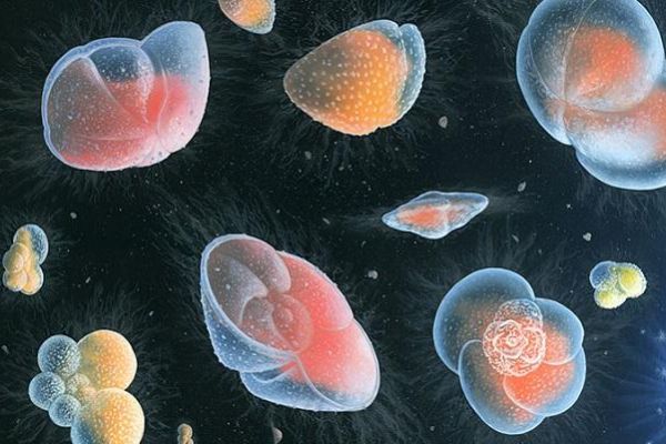 Depictions of present-day planktonic foraminifera floating in the deep sea. Image credit: Richard Bizley, BizleyArt