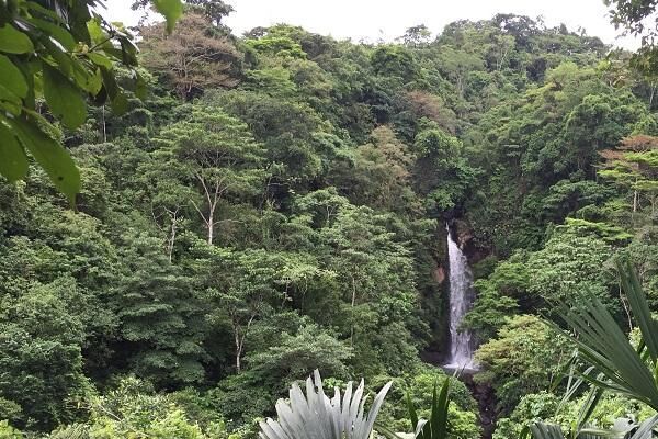 Waterfall in the Panama Forest surrounded by trees