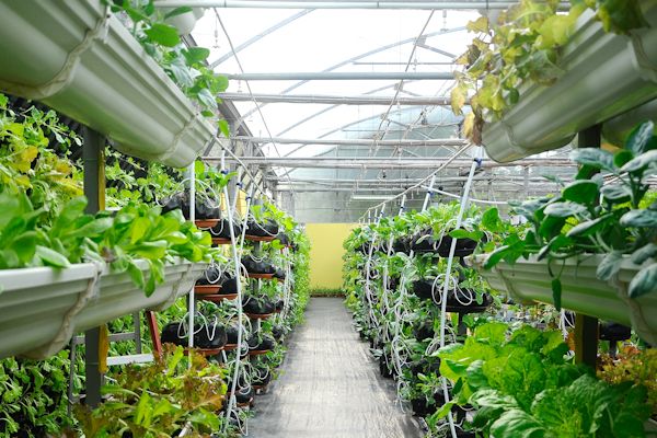 Vegetables being grown in a glasshouse arranged in vertically stacked rows to fit more into the space.