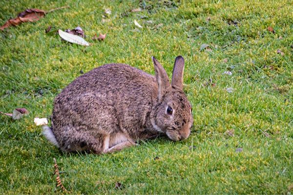 A rabbit on campus.
