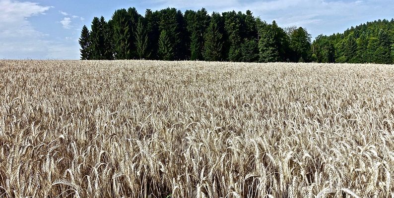 wheat field crop_MemoryCatcher