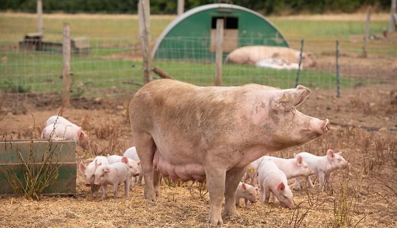 A pig and piglets at the National Pig Centre