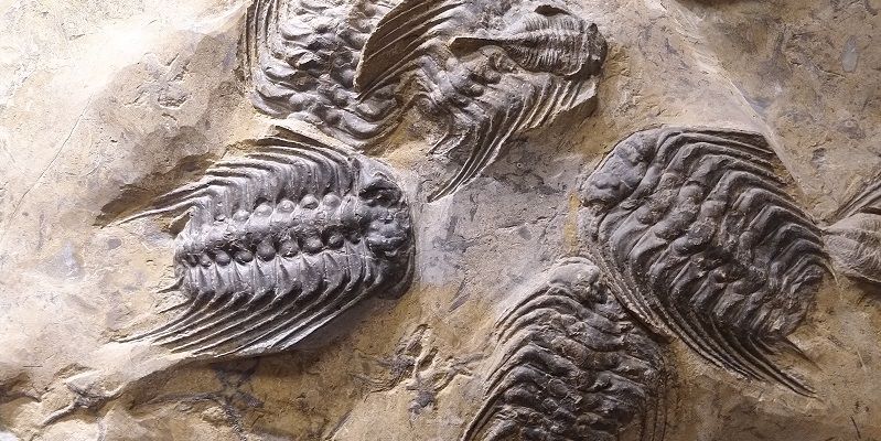 Fossils of the now-extinct trilobite organism, Selenopeltis