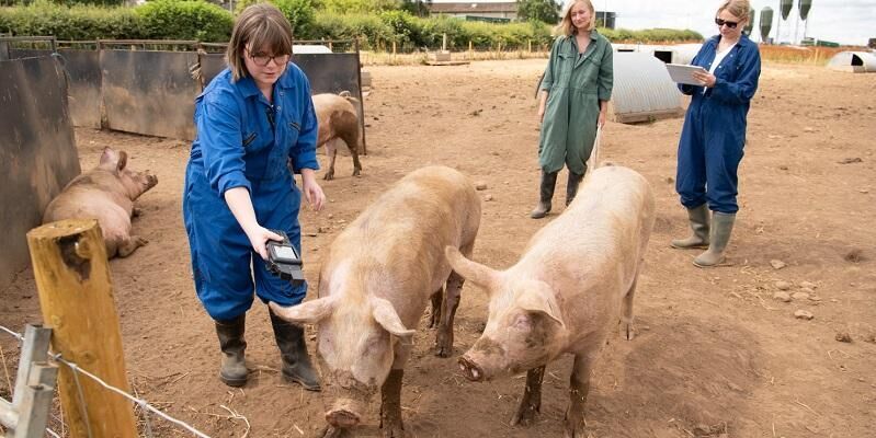 Researchers at the smart farm using technology to monitor pigs.