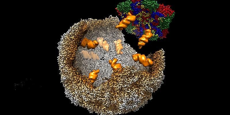 The image shows a visualisation of a virion assembling. The process involves packaging signals interacting with proteins on the casing of the virion.