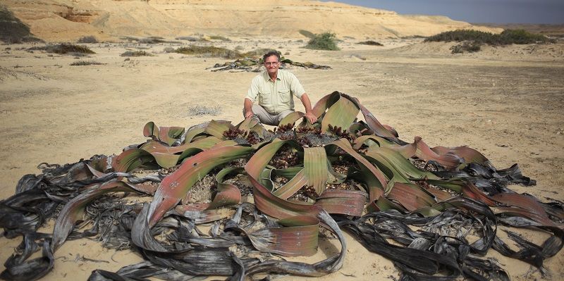 Jon Lovett with a Welwitschia mirabilis in the Namib Desert of southern Angola.