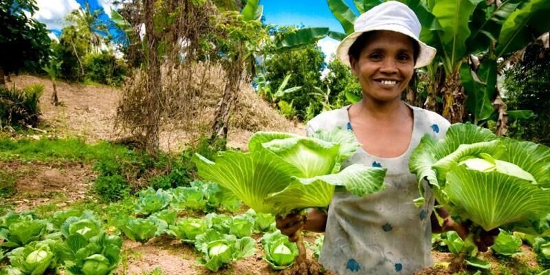 A cabbage farmer standing in a field in Madagascar. They are wearing a hat, smiling and holding cabbages in both hands. Photo courtesy of IFAD/R. Ramasomana.