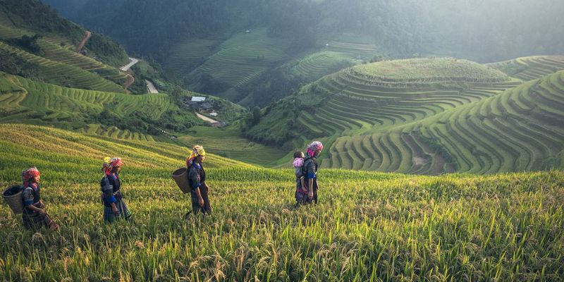 Workers walking through a field of crops, one with a baby on their back.